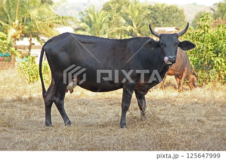 Black Cow in Field Licking Nose Under Sunny Sky Black Cow in Field Licking Nose Under Sunny Sky 125647999