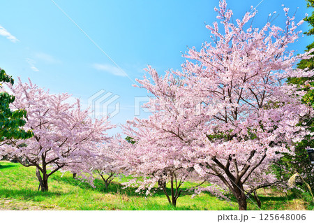 春の田代島 125648006