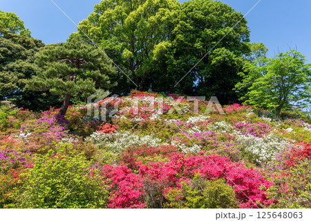 都心の大名庭園でのんびりと色とりどりのツツジを楽しんできました 125648063