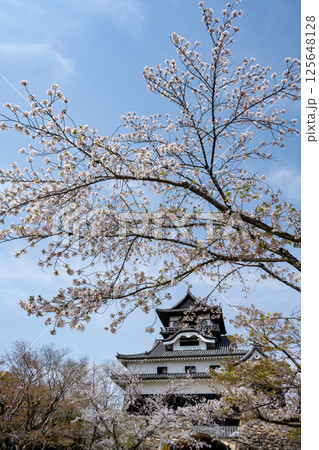 天守閣　犬山城と桜 125648128
