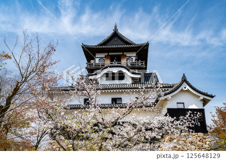 天守閣　犬山城と桜 125648129