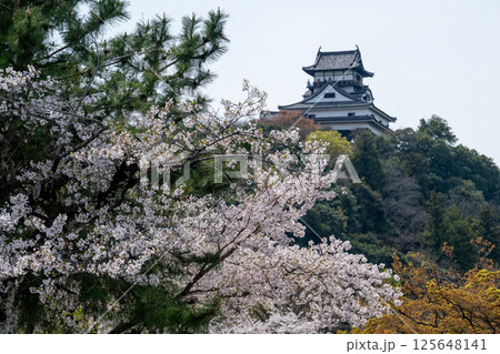 天守閣 犬山城と桜 天守閣 犬山城と桜 125648141