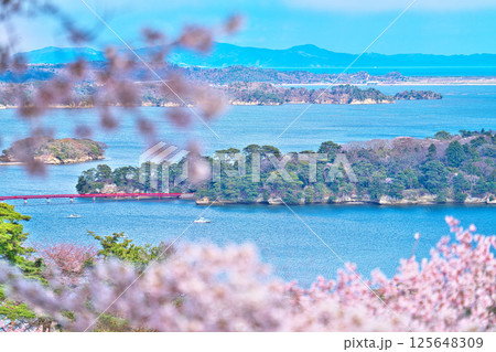 春の西行戻しの松 125648309