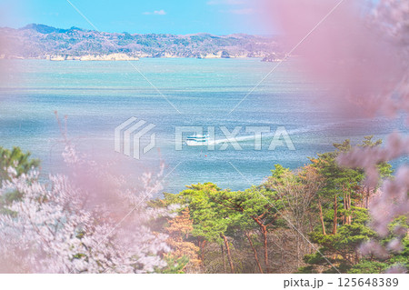 春の西行戻しの松 春の西行戻しの松 125648389