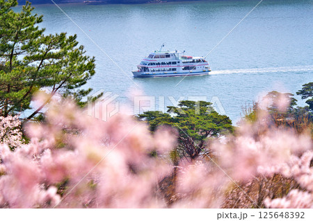 春の西行戻しの松 125648392