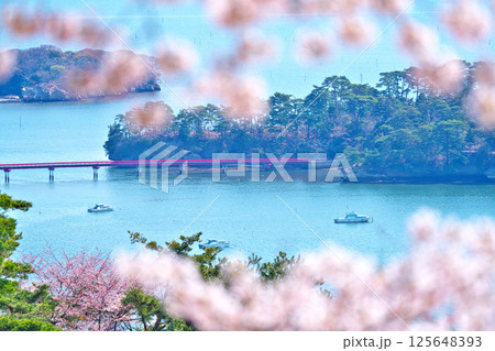 春の西行戻しの松 125648393