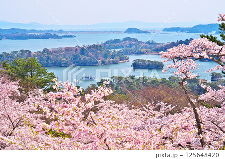 春の西行戻しの松 125648420