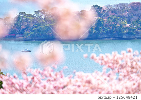 春の西行戻しの松 125648421