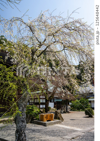 満開の桜　定光寺　愛知 125648442
