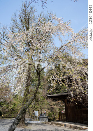 満開の桜　定光寺　愛知 125648443