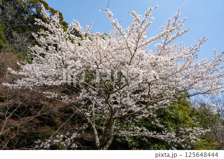 満開の桜 定光寺 愛知 満開の桜 定光寺 愛知 125648444