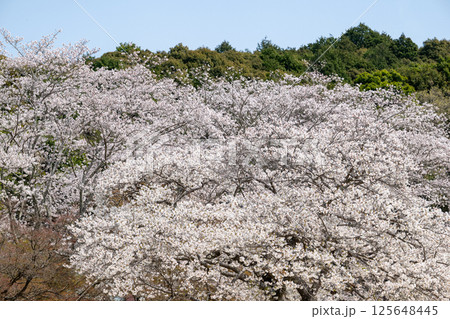 満開の桜　定光寺　愛知 125648445