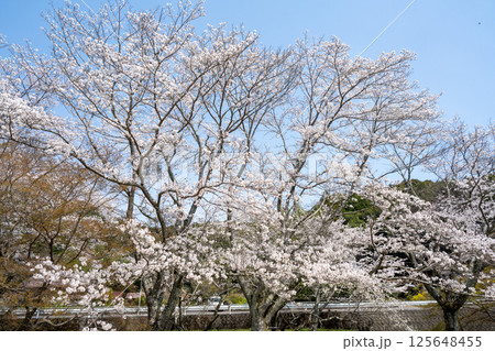 満開の桜 定光寺 愛知 満開の桜 定光寺 愛知 125648455