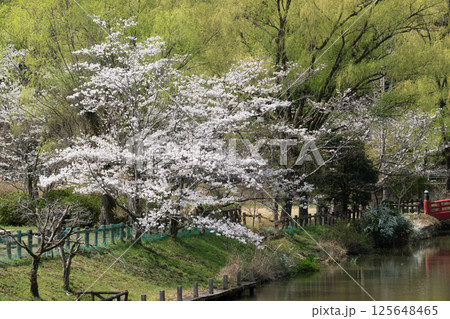 満開の桜　定光寺　愛知 125648465