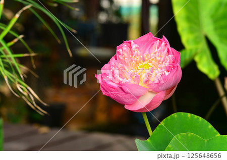 Thai lotus 125648656