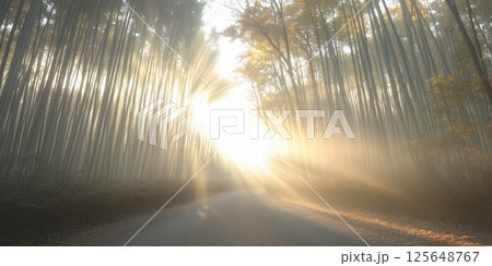 朝日が差し込む幻想的な竹林の道 125648767