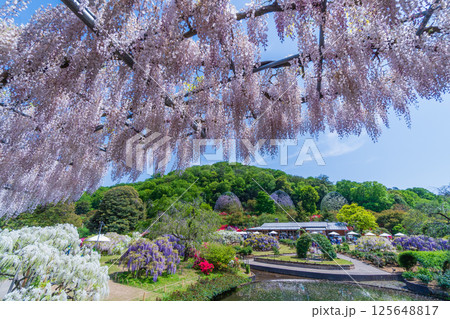 新緑のあしかがフラワーパーク　うすべに橋 125648817