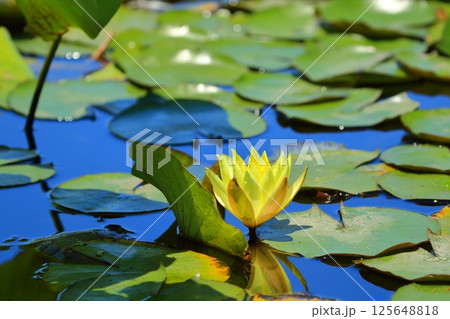 黄色い睡蓮の花 125648818