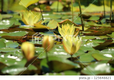 黄色い睡蓮の花 125648821