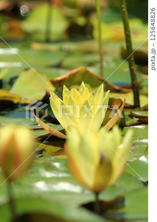 黄色い睡蓮の花 黄色い睡蓮の花 125648826