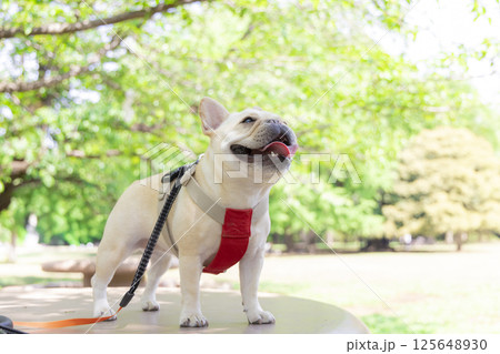 お散歩をしているフレンチブルドック 125648930