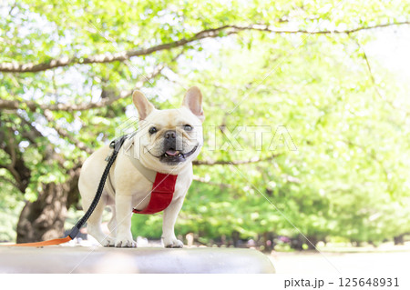 お散歩をしているフレンチブルドック 125648931