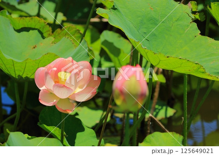 咲きかけの蓮 咲きかけの蓮 125649021