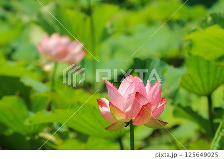 咲きかけの蓮 125649025
