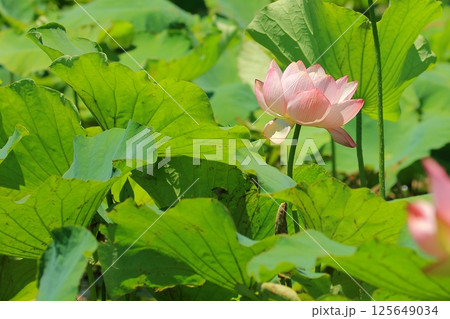 咲きかけの蓮 咲きかけの蓮 125649034