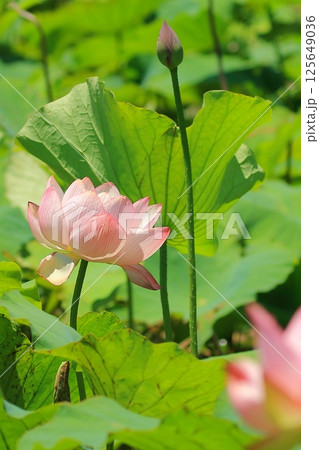 咲きかけの蓮 125649036