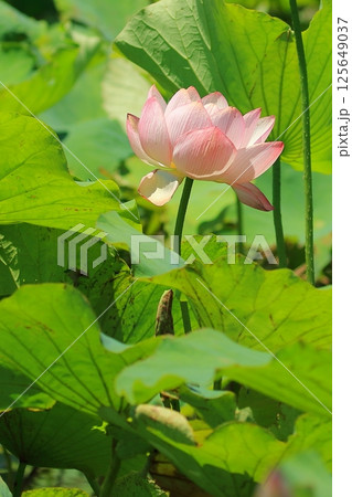 咲きかけの蓮 咲きかけの蓮 125649037