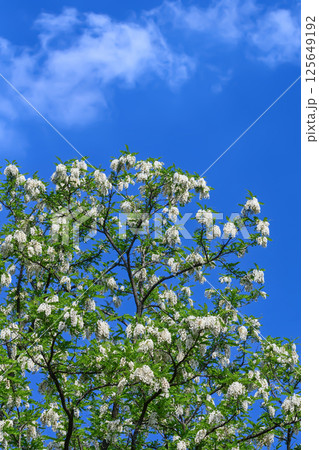 ニセアカシアの花 125649192