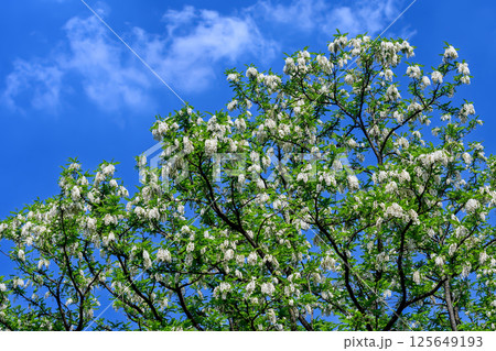 ニセアカシアの花 ニセアカシアの花 125649193