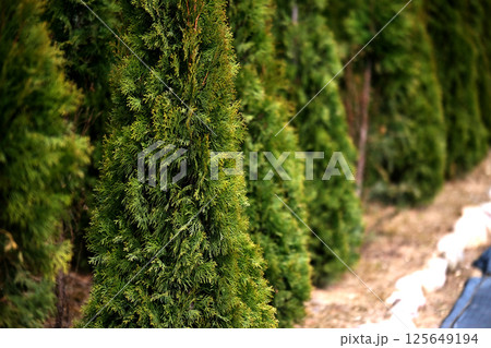 Neat rows of pots with green thuja seedlings Neat rows of pots with green thuja seedlings 125649194