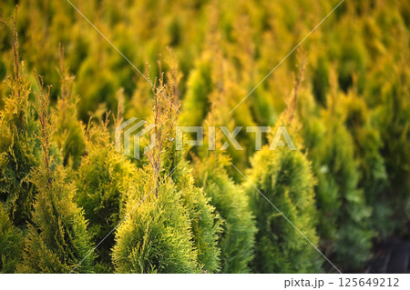 Neat rows of pots with green thuja seedlings 125649212