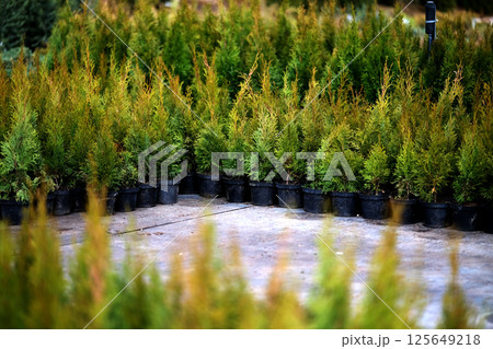 Neat rows of pots with green thuja seedlings 125649218