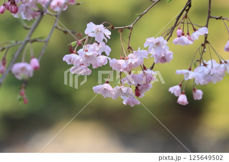満開のサクラ 春の青空に映えるさくら 満開のサクラ 春の青空に映えるさくら 125649502
