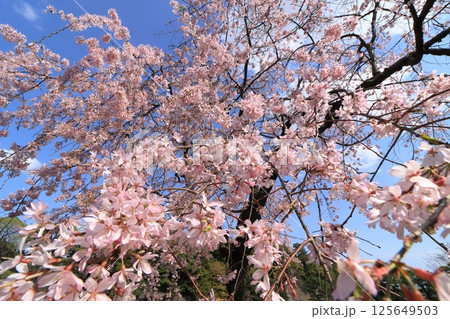 満開のサクラ　春の青空に映えるさくら 125649503