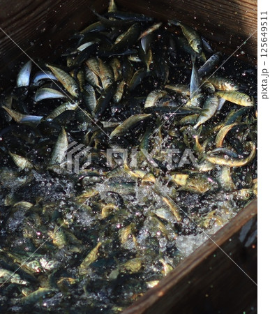 モジャコ選別 125649511