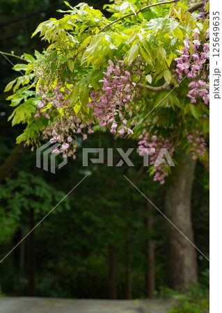 藤の花　伊勢二見　太江寺 125649635