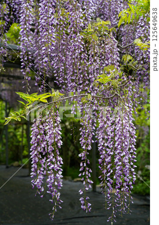 藤の花　伊勢二見　太江寺 125649638