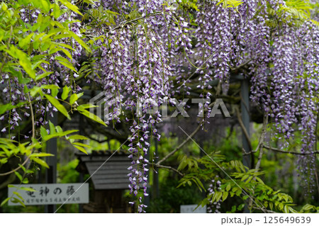 藤の花　伊勢二見　太江寺 125649639