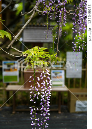 藤の花 伊勢二見 太江寺 藤の花 伊勢二見 太江寺 125649988