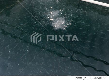 モジャコの餌付け モジャコの餌付け 125650168