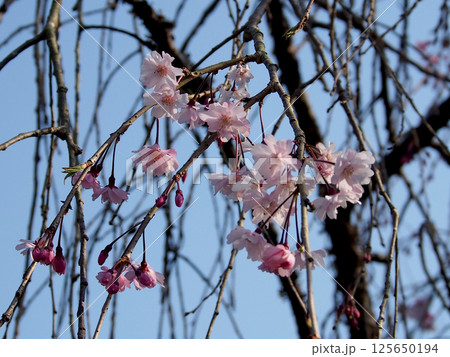 八重のシダレザクラの花とつぼみをつけた枝(青空とピンクの枝垂れ桜) 八重のシダレザクラの花とつぼみをつけた枝(青空とピンクの枝垂れ桜) 125650194