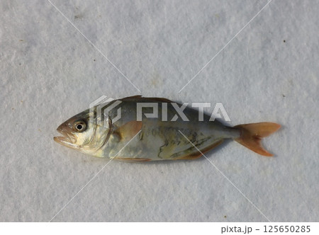 カンパチの稚魚 125650285