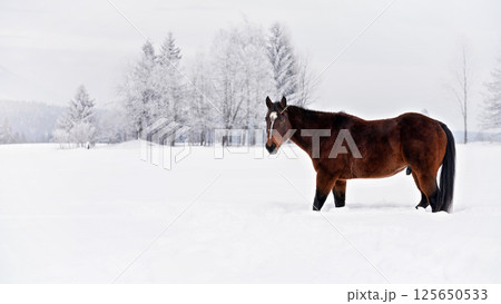 Dark brown horse walks on snow, trees in background, side view Dark brown horse walks on snow, trees in background, side view 125650533