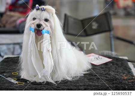 Small White Shih Tzu dog sitting on table, getting groomed before canine contest, glittering bows in her hair, and bands around mouth 125650537