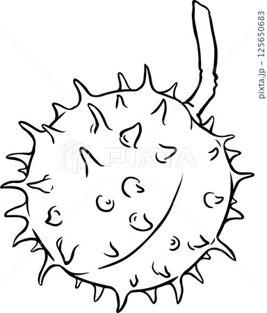 Chestnut Nut Outline Illustration Chestnut Nut Outline Illustration 125650683