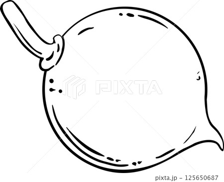 Macadamia Nuts  Colored Detailed Illustration. 125650687